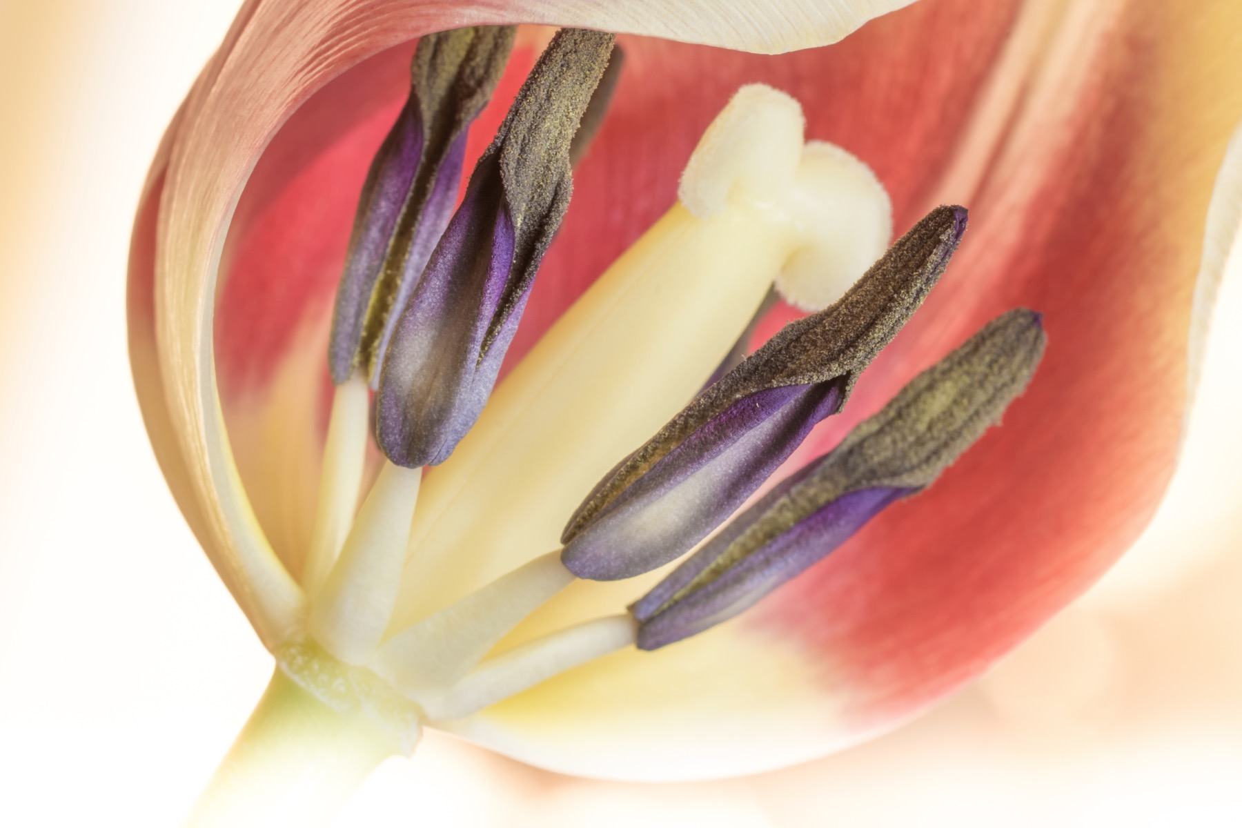 tulipano  2 gallery