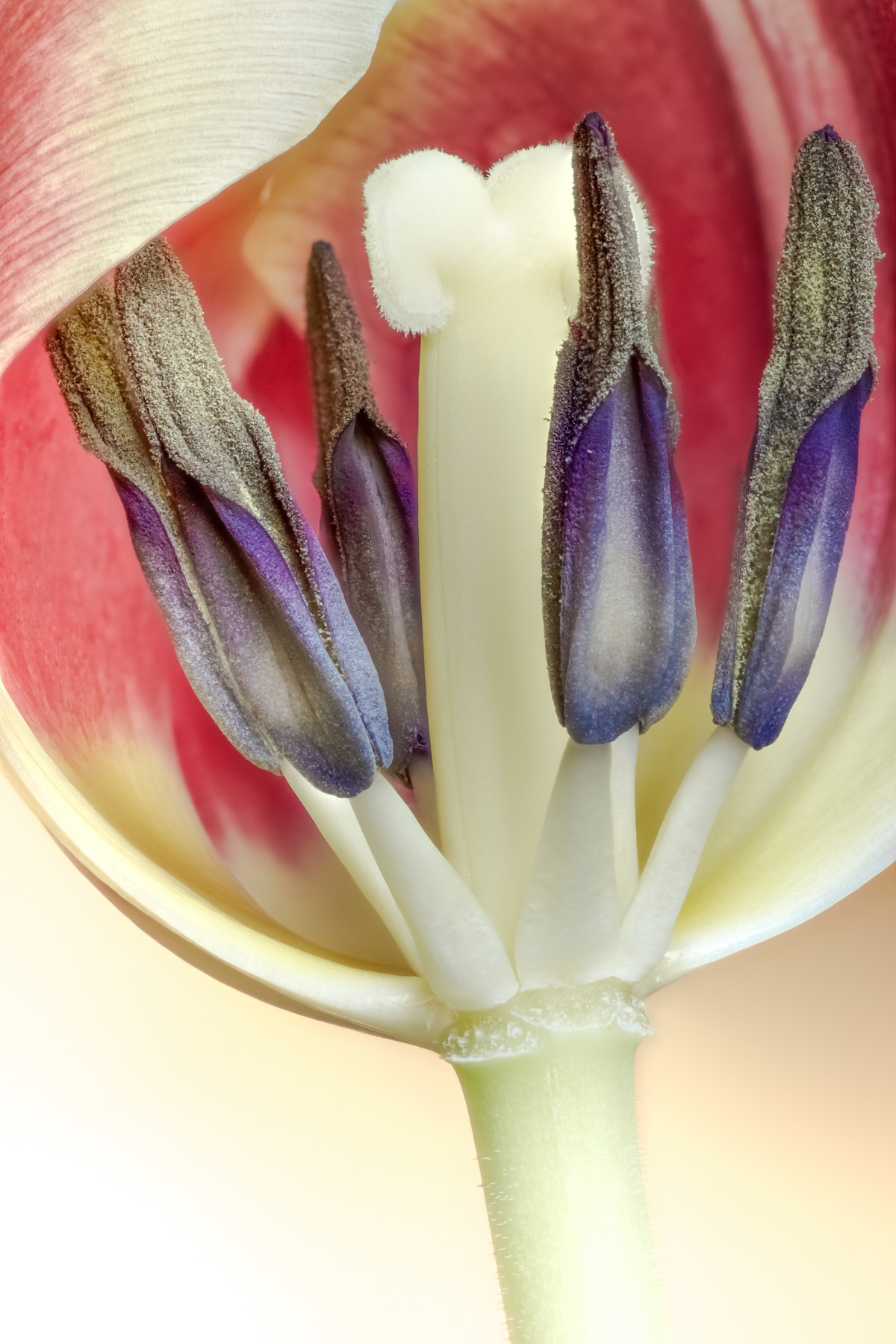 tulipano  3￼￼ gallery